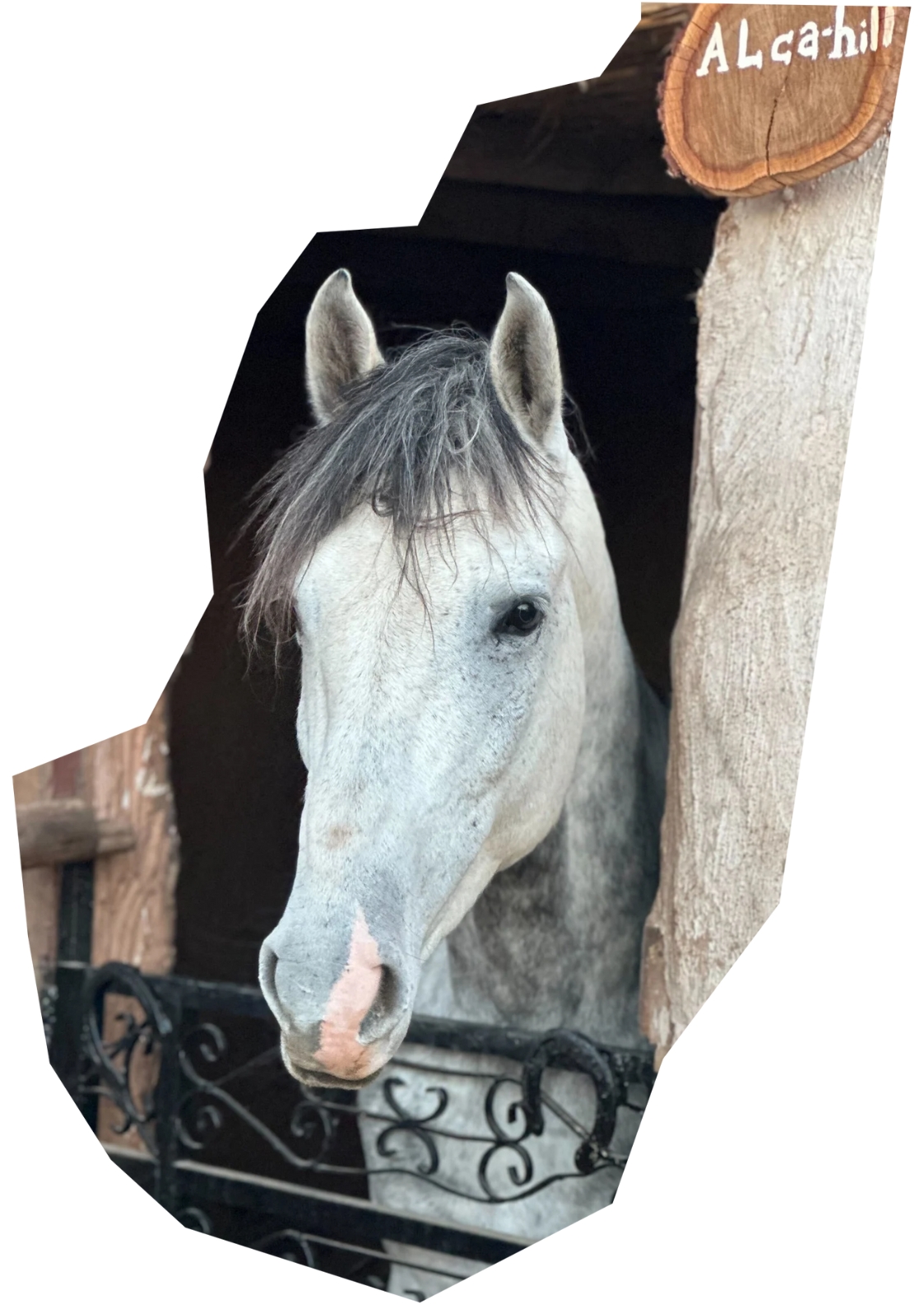 Alca-Hill Horse Ride