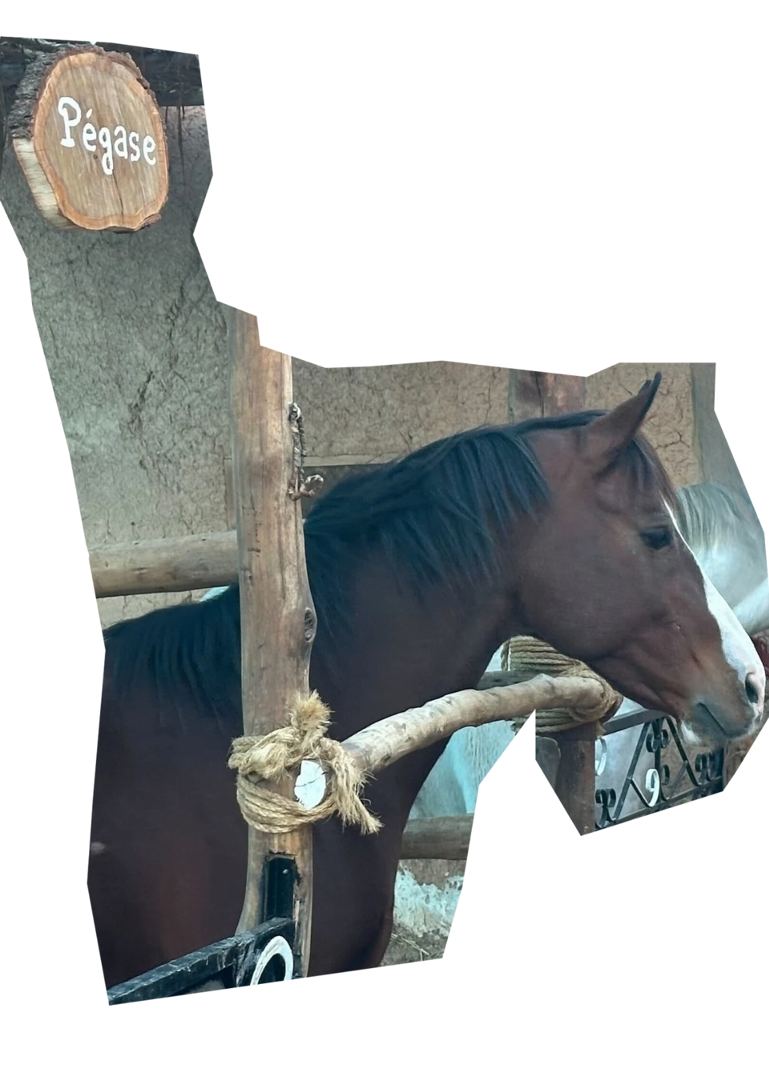 Pegas Horse Ride