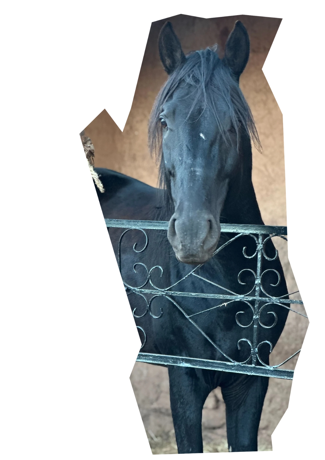 Vini Horse Ride